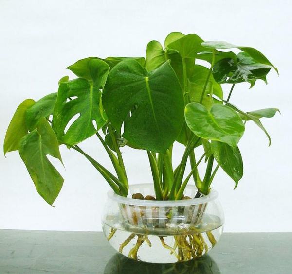 植物的奶妈 水培植物营养液