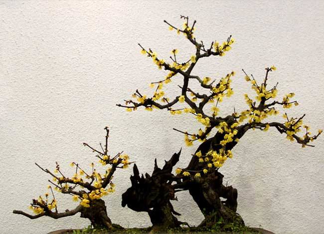 腊梅盆景制作的步骤你知道吗