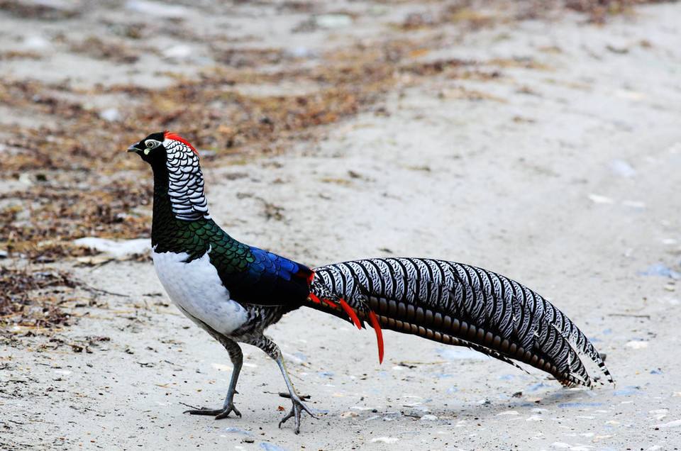 山中野味之野鸡怎么做好吃
