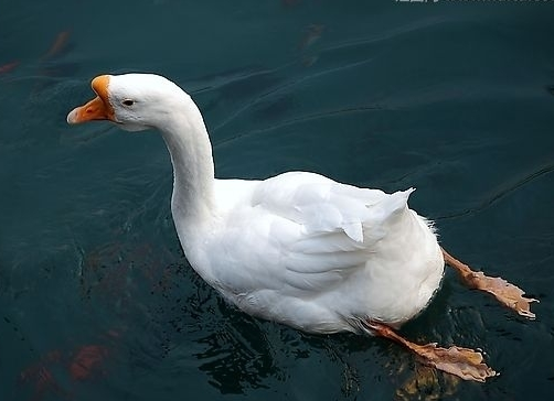 鹅的营养价值及功效作用你一定不知道