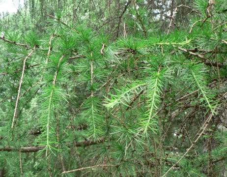 什么是朴松实 有关朴松实的详解介绍