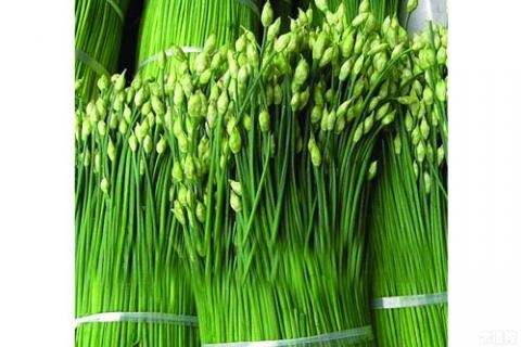 壮阳草的称号 韭菜花的功效