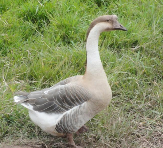 鹅的营养价值及功效作用你一定不知道