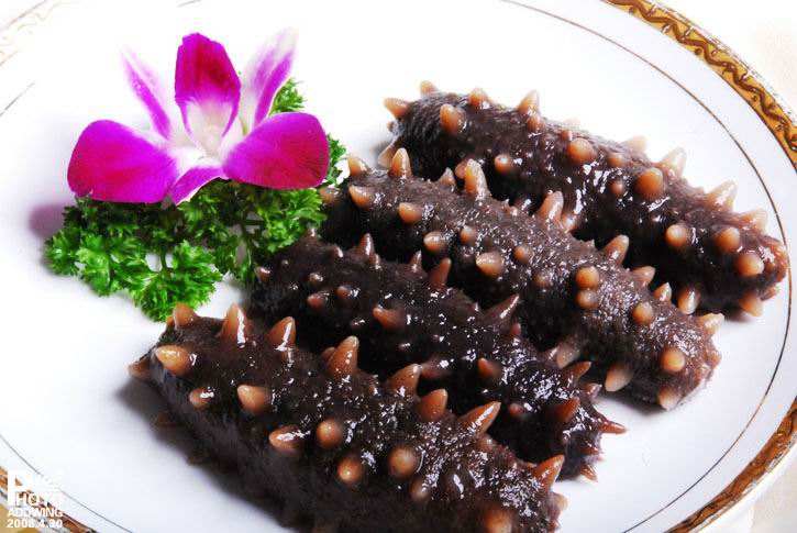 古老的洋溢软体动物海参营养价值你知道吗