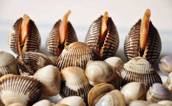 软体动物蛤蜊的营养价值你了解吗？