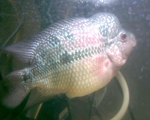 清蒸桂鱼的做法，最简单的做法献给你