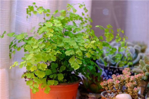 铁线蕨的养殖方法 铁线蕨养殖需要注意什么