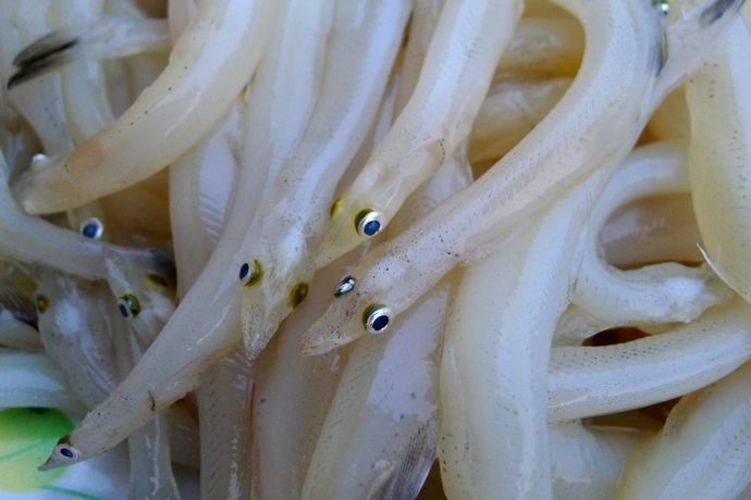 一种天然的长寿食品 银鱼