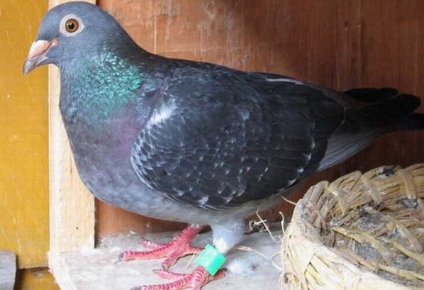 鸽子营养价值  你绝对想不到