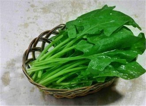 女吃菠菜好处多 菠菜的营养价值高