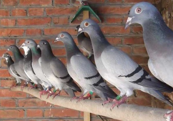 鸽子营养价值  你绝对想不到