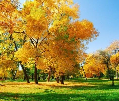 养肺是秋季养生保健知识的重中之重