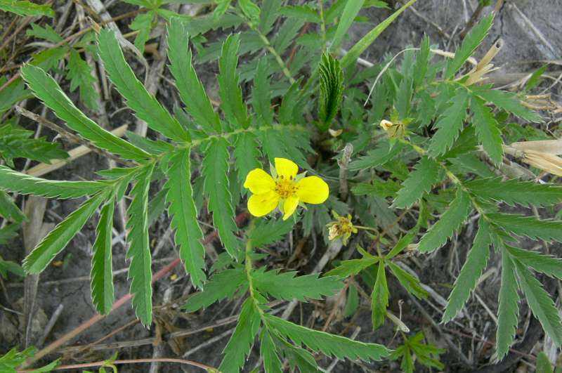 铁棒锤茎叶的药用价值是什么
