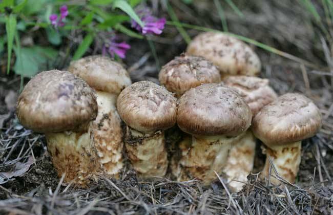 大山里的食物松茸的功效你知道吗