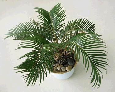 铁树的养殖方法