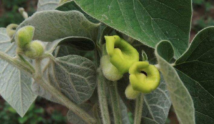 寻骨风的药用附方和药用价值的详解