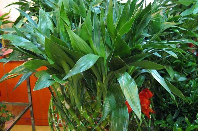 水养富贵竹叶子发黄怎么办 导致富贵竹叶子发黄的原因