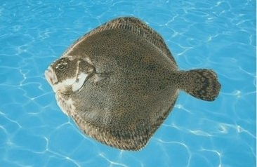 多宝鱼的营养价值与功效 这些功效让你意想不到