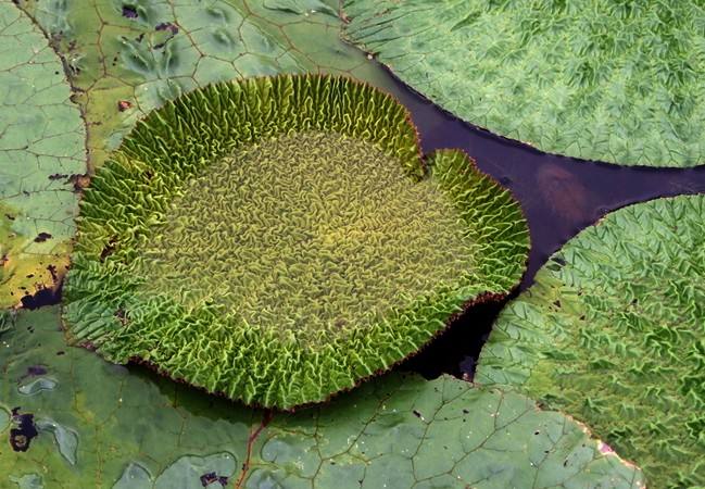 芡实根的中药大辞典