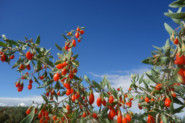 滋补上品枸杞的营养你了解吗