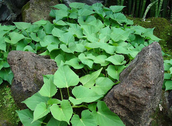 地瓜叶的功效与作用 地瓜叶的家常做法