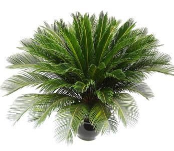 铁树怎么养才更好生长？铁树的养殖方法