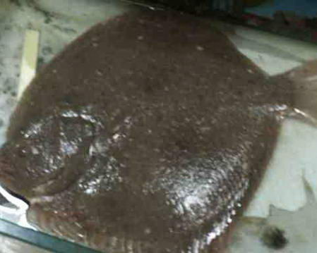 多宝鱼的营养价值与功效 这些功效让你意想不到