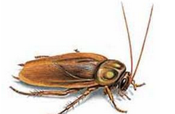 如何灭蟑 杀灭成虫与幼虫和重卵相结合