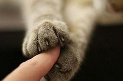 被猫抓伤怎么办 咬伤一定要打狂犬病预苗