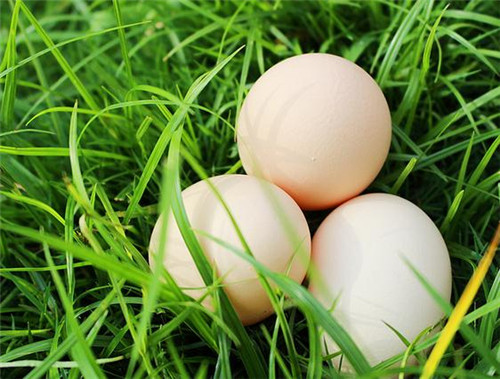 水煮蛋减肥法 看完让肥胖的朋友耳目一新
