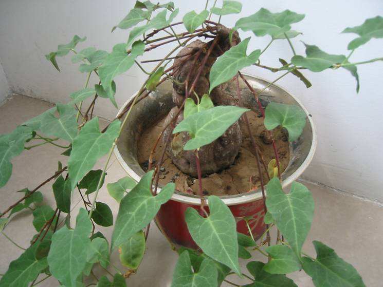 元气大伤 几种食物可以令你迅速恢复元气