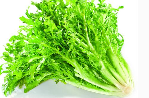 苦菊的做法 清热去火的美食佳品