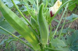 教你懂得补肾菜哪些 爆炒秋葵