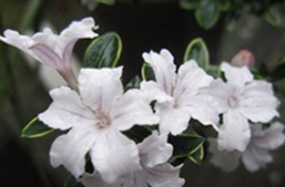 六月雪什么时候开花 盆景制作方法