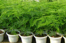 文竹叶子发黄怎么办 发黄的原因有哪些