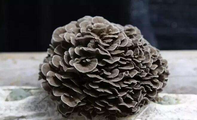 灰树花的功效与作用 灰树花还有药用价值