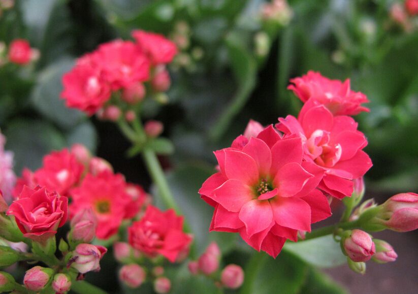 你在担心长寿花有毒吗？