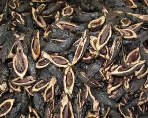 槟榔是什么样的