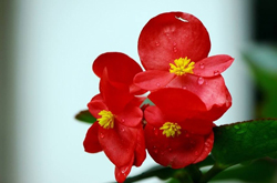 娇嫩光亮 四季秋海棠的养殖方法介绍