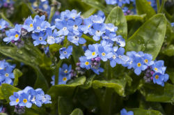 勿忘我的功效与作用 看完您就明白了