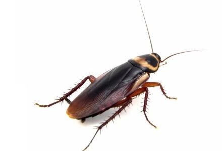 灭蟑螂最有效的方法