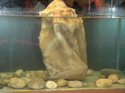 肉灵芝是什么，原来是“太岁”，开眼界了