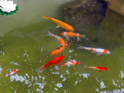 养鱼技巧介绍 新手养鱼最容易犯的6种错误