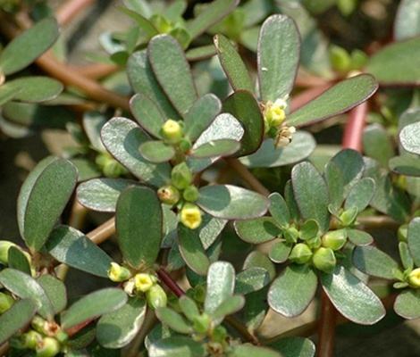 马齿苋的功效与作用及食用方法 这些功效大家有必要了解