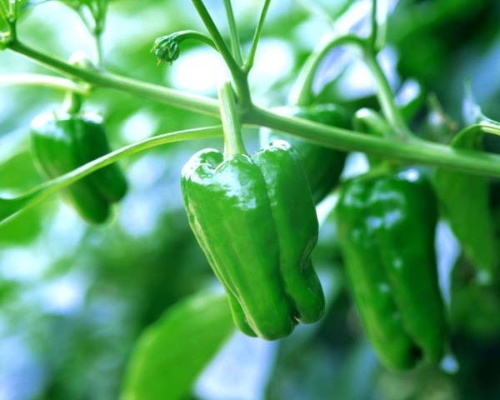 被辣椒辣到手怎么办？五招教你轻松解决