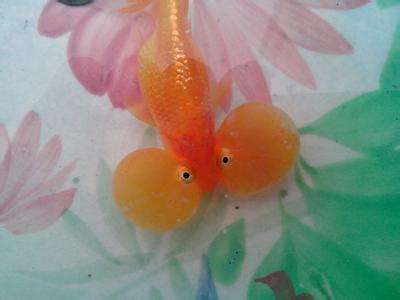 家里养鱼多久换一次水