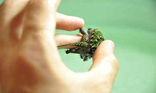 疥疮是怎么引起的 疥疮虽然不会发生在面部但也要引起注意