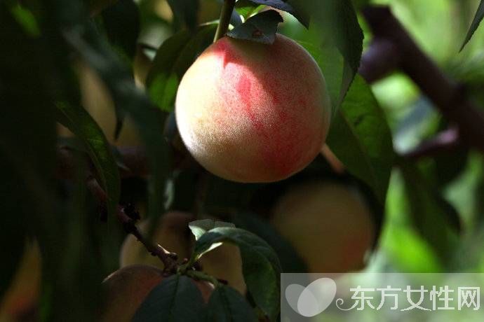 桃的营养价值有哪些 五种人群不适合多吃