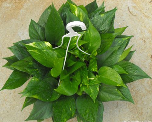 怎样种植绿萝，让绿萝为你增添一抹绿