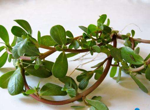 马齿苋的功效与作用及食用方法